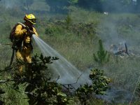 Gallery – Firefighters